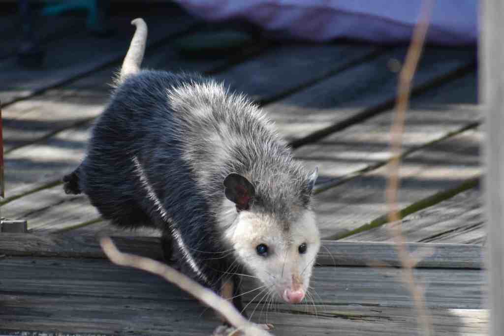 close up of an opossum