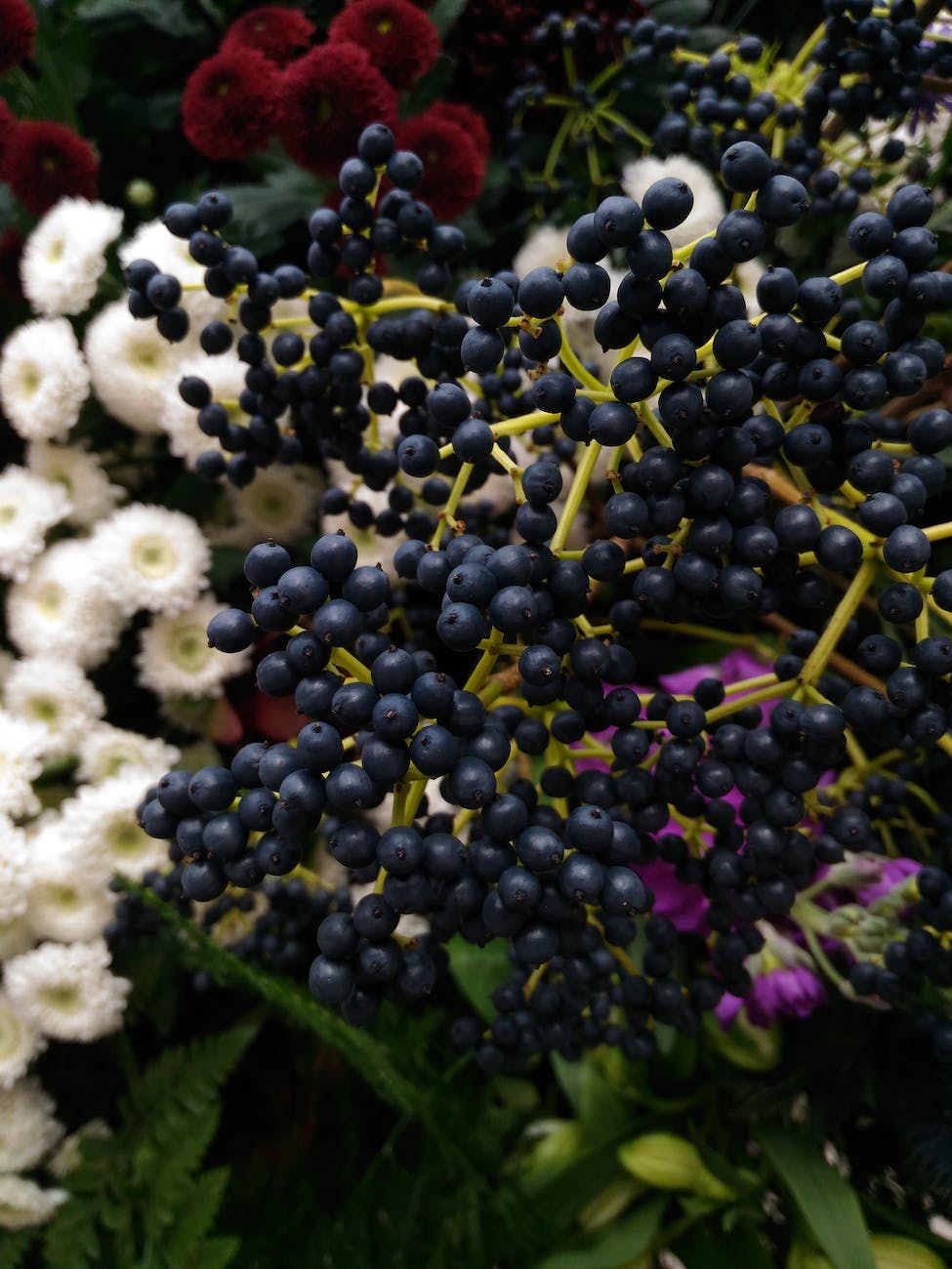elderberries in close up shot
